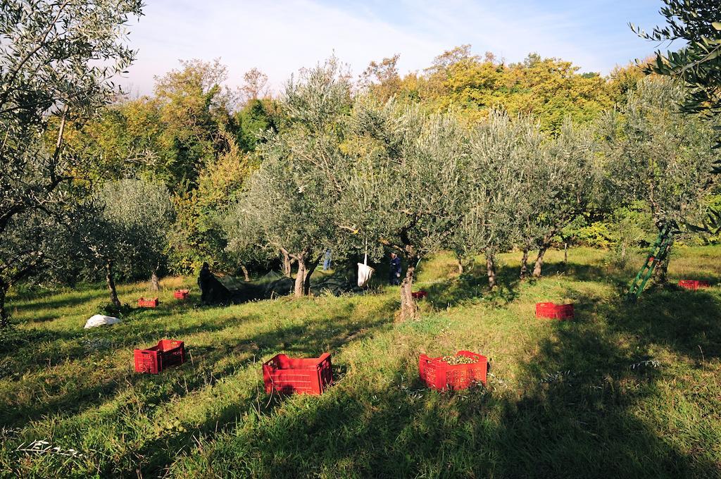 Villa Rosy Assisi Kültér fotó